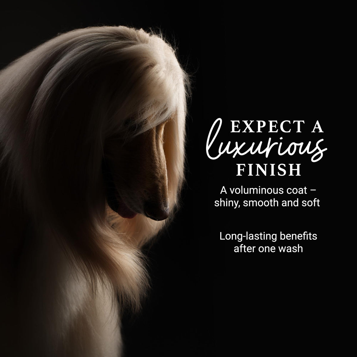 Deshedding & Detangling Dog Shampoo 1 GAL C311778